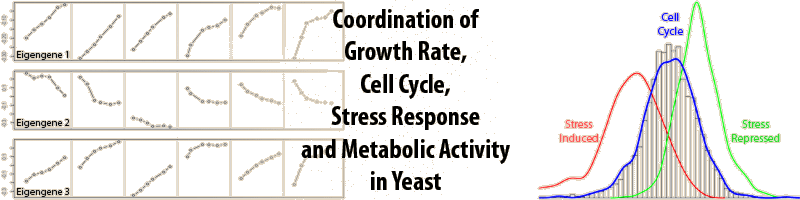 Coordination of growth rate, cell cycle, stress response and metabolic activity in yeast.